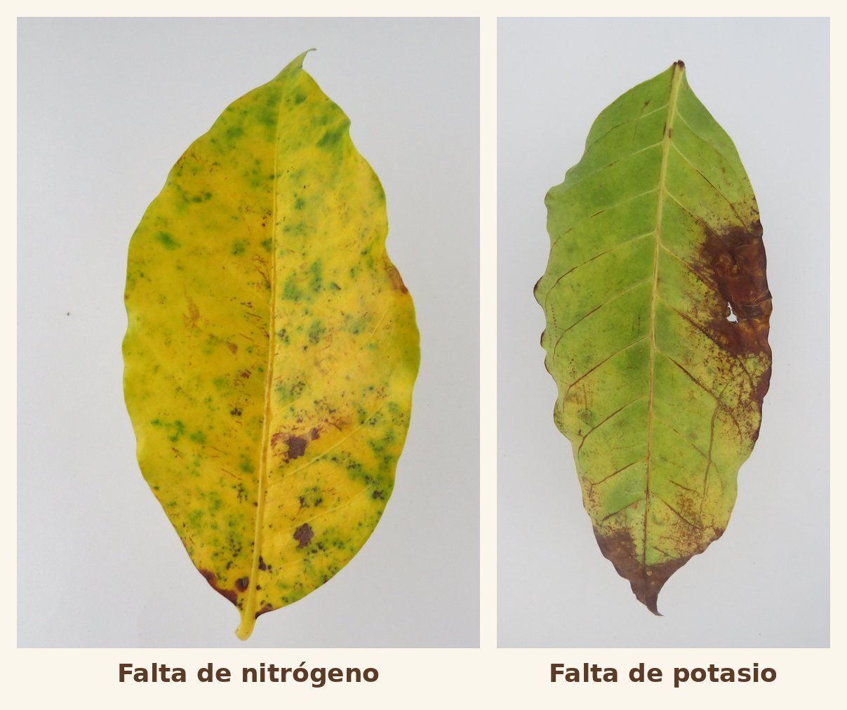 Hoja de café con deficiencia de nitrógeno (amarillamiento parejo de toda la lámina) junto a una hoja con deficiencia de potasio (bordes quemados y centro verde)